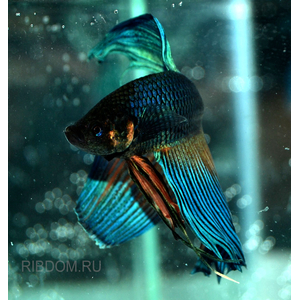 петушка купить в Москве можно заказать доставку через Интернет-магазин Рыбка Дома