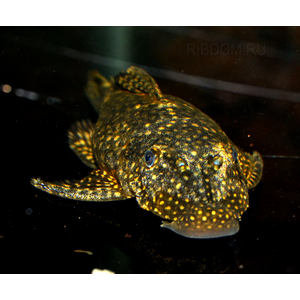 АНЦИСТРУС КОРИЧНЕВЫЙ