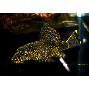 АНЦИСТРУС КОРИЧНЕВЫЙ