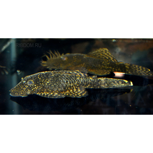 АНЦИСТРУС КОРИЧНЕВЫЙ