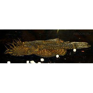 АНЦИСТРУС КОРИЧНЕВЫЙ