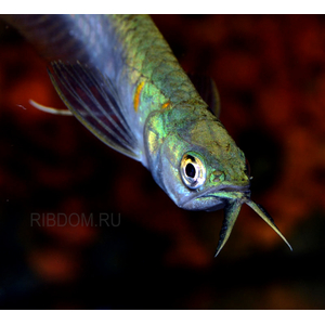 АРОВАНА СЕРЕБРЯННАЯ - Osteoglossum bicirrhosum