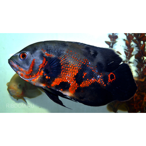 купить астронотуса   в Москве можно заказать доставку через Интернет-магазин Рыбка Дома