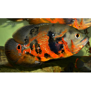 купить астронотуса   в Москве можно заказать доставку через Интернет-магазин Рыбка Дома