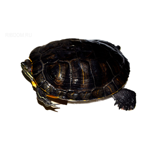 купить черепаха красноухая  в Москве можно заказать доставку через Интернет-магазин Рыбка Дома