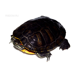 купить черепаха красноухая  в Москве можно заказать доставку через Интернет-магазин Рыбка Дома