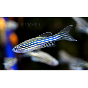 ДАНИО РЕРИО