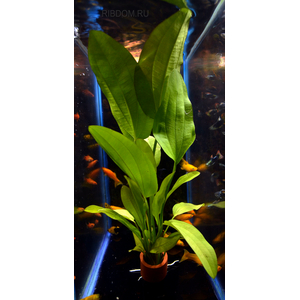 ЭХИНОДОРУС РОЗЕ (розовый) / Echinodorus Rose