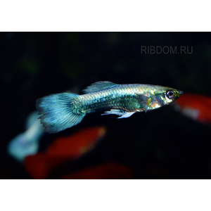 ГУППИ ГОЛУБОЙ МЕТАЛИК (самец)