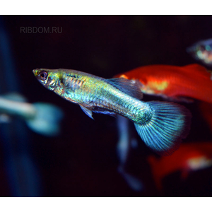 ГУППИ ГОЛУБОЙ МЕТАЛИК (самец)