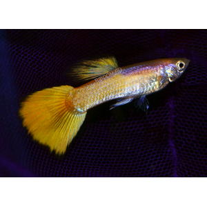 ГУППИ ЖЕЛТЫЙ ГЕРМАНСКИЙ