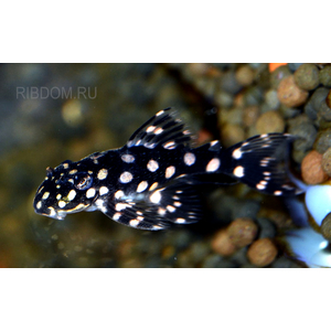 Гипанциструс «Инспектор» L201 (Hypancistrus sp. L201) — пресноводная лучепёрая рыбка из семейства Лорикариевые (Кольчужные сомы).