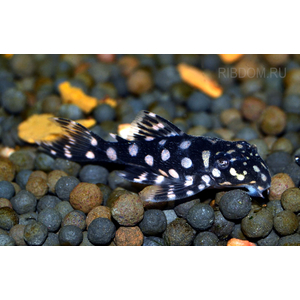 Гипанциструс «Инспектор» L201 (Hypancistrus sp. L201) — пресноводная лучепёрая рыбка из семейства Лорикариевые (Кольчужные сомы).