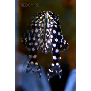 Гипанциструс «Инспектор» L201 (Hypancistrus sp. L201) — пресноводная лучепёрая рыбка из семейства Лорикариевые (Кольчужные сомы).