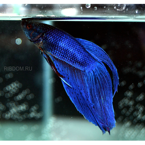 петушка купить в Москве можно заказать доставку через Интернет-магазин Рыбка Дома