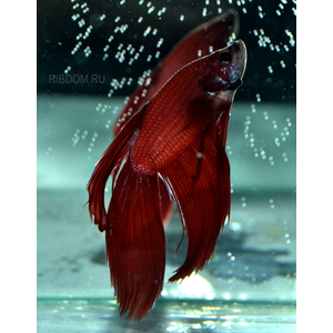 петушка купить в Москве можно заказать доставку через Интернет-магазин Рыбка Дома