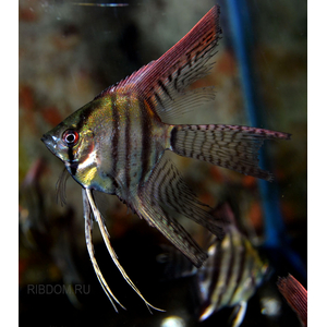 скалярии купить  в Москве можно заказать доставку через Интернет-магазин Рыбка Дома