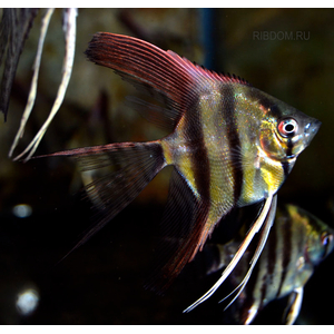 скалярии купить  в Москве можно заказать доставку через Интернет-магазин Рыбка Дома