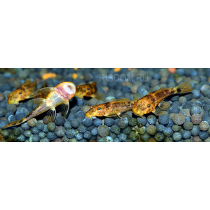 АНЦИСТРУС ТРИКОЛОР LDA-016 3см - Ancistrus dolichopterus var tricolor
