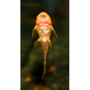 АНЦИСТРУС ТРИКОЛОР LDA-016 3см - Ancistrus dolichopterus var tricolor