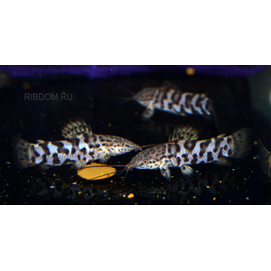 ТОРАКАТУМ ЧЕРНЫЙ 3см (таракатум) - Megalechis thoracata