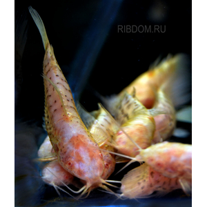 ТОРАКАТУМ БЕЛЫЙ (таракатум)