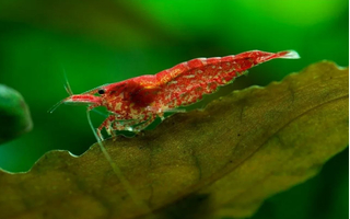 Креветка вишня (Neocaridina heteropoda) — вид пресноводных креветок из семейства Atyidae. Название получила из-за насыщенной красной окраски.