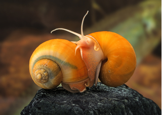 Pomacea bridgesii — вид брюхоногих моллюсков из семейства Ampullariidae отряда Architaenioglossa.