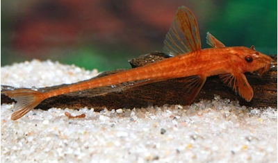 Лорикария красная (Rhineloricaria sp. «Red») — пресноводная лучепёрая рыба из семейства Лорикариевые (Кольчужные) сомы. Отличается необычной формой тела и поведением, считается мирной и неприхотливой в содержании.