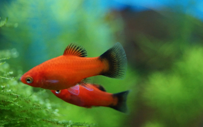 Пецилия красная чернохвостая (Xiphophorus maculatus) — селекционная форма обыкновенной пецилии. Отличительная особенность — контрастные чёрные плавники и хвост на фоне красного, оранжевого или золотистого тела.