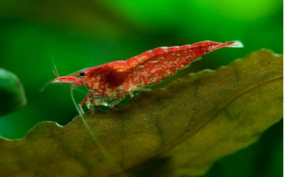 Креветка вишня (Neocaridina heteropoda) — вид пресноводных креветок из семейства Atyidae. Название получила из-за насыщенной красной окраски.