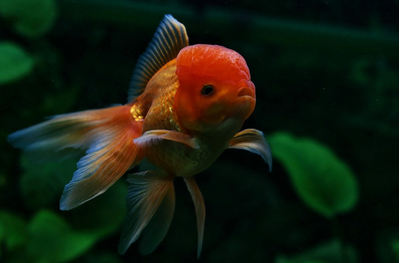 Оранда красная (Red Oranda Goldfish) — короткотелая селекционная форма золотой рыбки. Отличительная особенность — наличие на голове особого жирового нароста, по внешнему виду напоминающего ягоду малины.