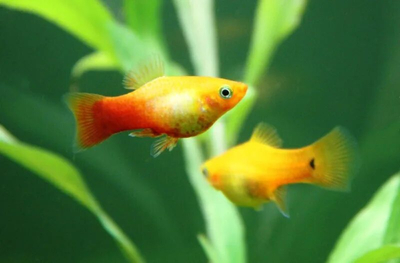 Пецилия Сансет (Platy Sunset, Xiphophorus maculatus) — селекционная форма пецилии, популярная среди аквариумистов благодаря яркой окраске, миролюбивому характеру и неприхотливости в уходе.
