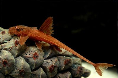 Лорикария красная (Rhineloricaria sp. «Red») — пресноводная лучепёрая рыба из семейства Лорикариевые (Кольчужные) сомы. Отличается необычной формой тела и поведением, считается мирной и неприхотливой в содержании.