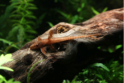 Лорикария красная (Rhineloricaria sp. «Red») — пресноводная лучепёрая рыба из семейства Лорикариевые (Кольчужные) сомы. Отличается необычной формой тела и поведением, считается мирной и неприхотливой в содержании.