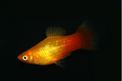 Пецилия Сансет (Platy Sunset, Xiphophorus maculatus) — селекционная форма пецилии, популярная среди аквариумистов благодаря яркой окраске, миролюбивому характеру и неприхотливости в уходе.