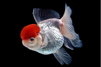 Оранда «Красная шапочка» (Redcap Oranda Goldfish) — короткотелая селекционная форма золотой рыбки. Получила название из-за большого красного нароста на голове, который похож на шапку.
