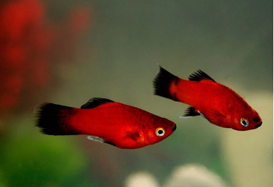 Пецилия красная чернохвостая (Xiphophorus maculatus) — селекционная форма обыкновенной пецилии. Отличительная особенность — контрастные чёрные плавники и хвост на фоне красного, оранжевого или золотистого тела.