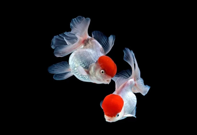Оранда «Красная шапочка» (Redcap Oranda Goldfish) — короткотелая селекционная форма золотой рыбки. Получила название из-за большого красного нароста на голове, который похож на шапку.