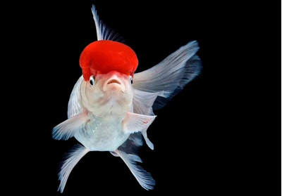 Оранда «Красная шапочка» (Redcap Oranda Goldfish) — короткотелая селекционная форма золотой рыбки. Получила название из-за большого красного нароста на голове, который похож на шапку.
