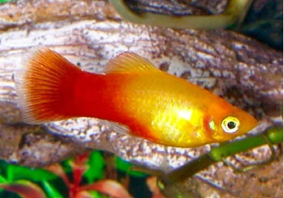 Пецилия Сансет (Platy Sunset, Xiphophorus maculatus) — селекционная форма пецилии, популярная среди аквариумистов благодаря яркой окраске, миролюбивому характеру и неприхотливости в уходе.