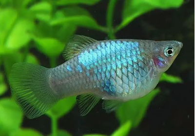 Пецилия голубая неоновая (Blue Platy Fish) — селекционная форма обыкновенной пецилии (Xiphophorus maculatus). Также известна как пецилия «Голубой неон» и пецилия «Голубая луна».
