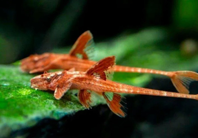 Лорикария красная (Rhineloricaria sp. «Red») — пресноводная лучепёрая рыба из семейства Лорикариевые (Кольчужные) сомы. Отличается необычной формой тела и поведением, считается мирной и неприхотливой в содержании.