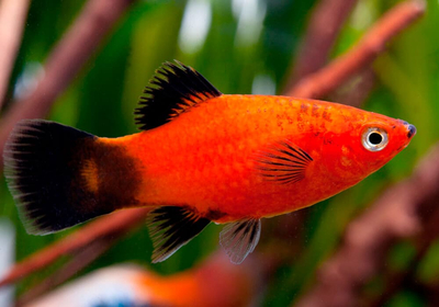 Пецилия красная чернохвостая (Xiphophorus maculatus) — селекционная форма обыкновенной пецилии. Отличительная особенность — контрастные чёрные плавники и хвост на фоне красного, оранжевого или золотистого тела.