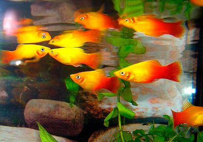 Пецилия Сансет (Platy Sunset, Xiphophorus maculatus) — селекционная форма пецилии, популярная среди аквариумистов благодаря яркой окраске, миролюбивому характеру и неприхотливости в уходе.