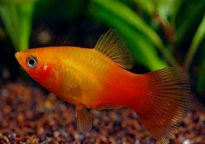 Пецилия Сансет (Platy Sunset, Xiphophorus maculatus) — селекционная форма пецилии, популярная среди аквариумистов благодаря яркой окраске, миролюбивому характеру и неприхотливости в уходе.