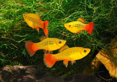 Пецилия Сансет (Platy Sunset, Xiphophorus maculatus) — селекционная форма пецилии, популярная среди аквариумистов благодаря яркой окраске, миролюбивому характеру и неприхотливости в уходе.