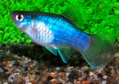 Пецилия голубая неоновая (Blue Platy Fish) — селекционная форма обыкновенной пецилии (Xiphophorus maculatus). Также известна как пецилия «Голубой неон» и пецилия «Голубая луна».