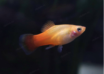 Пецилия Сансет (Platy Sunset, Xiphophorus maculatus) — селекционная форма пецилии, популярная среди аквариумистов благодаря яркой окраске, миролюбивому характеру и неприхотливости в уходе.