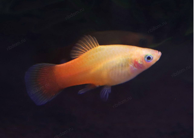 Пецилия Сансет (Platy Sunset, Xiphophorus maculatus) — селекционная форма пецилии, популярная среди аквариумистов благодаря яркой окраске, миролюбивому характеру и неприхотливости в уходе.